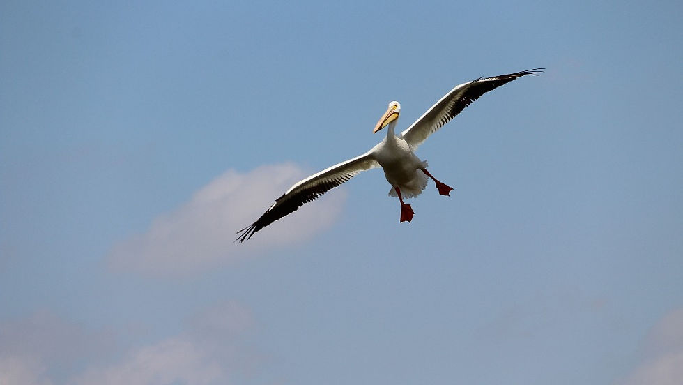 a pelican soaring through air