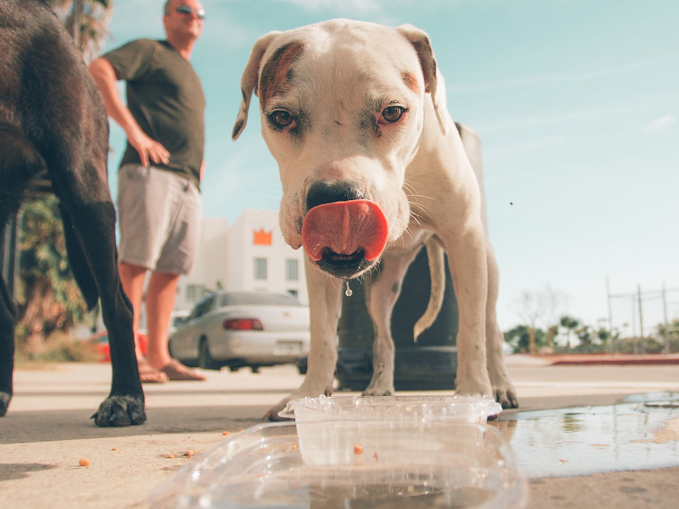 dog drinking water