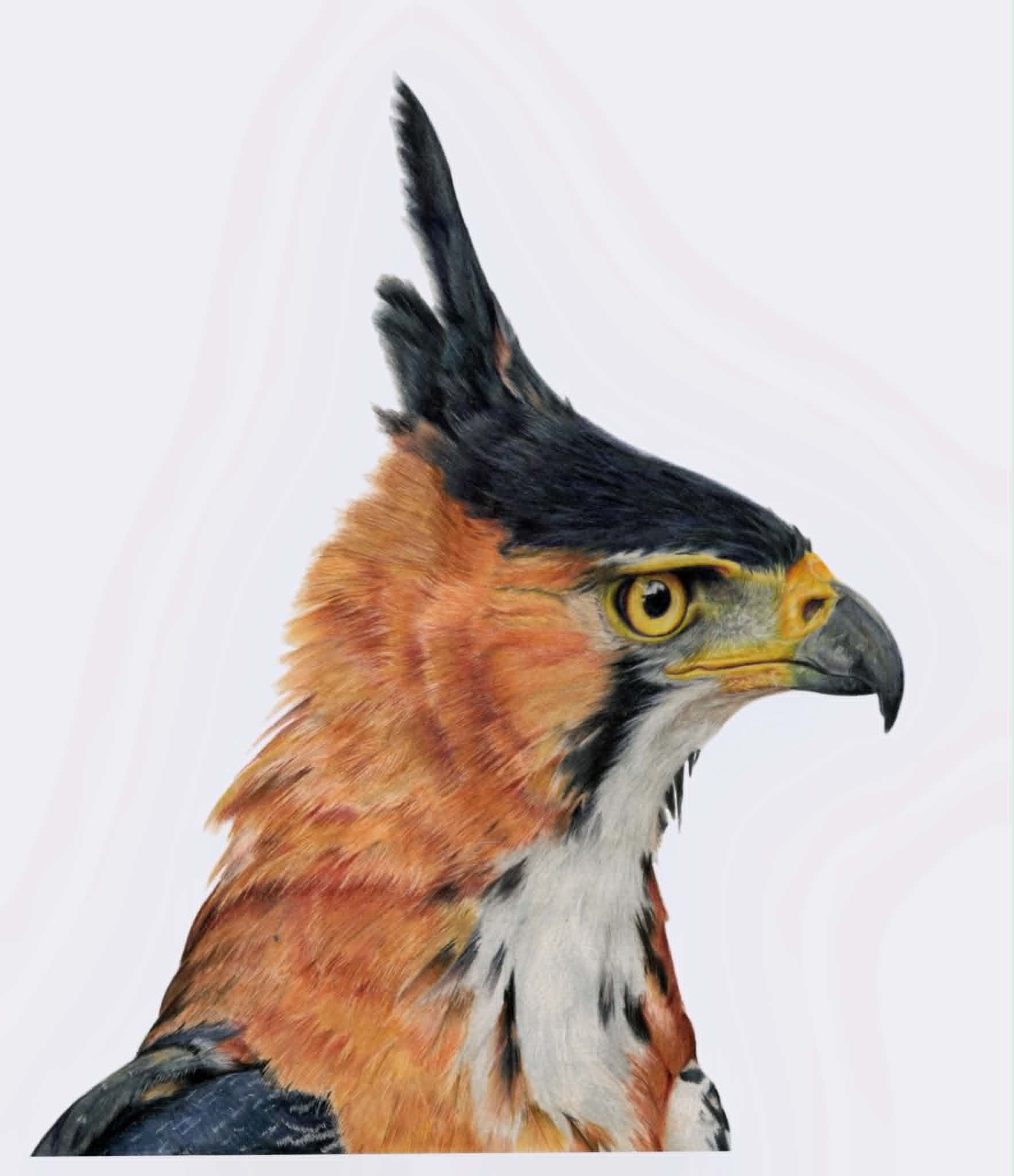 Ornate Hawk Eagle