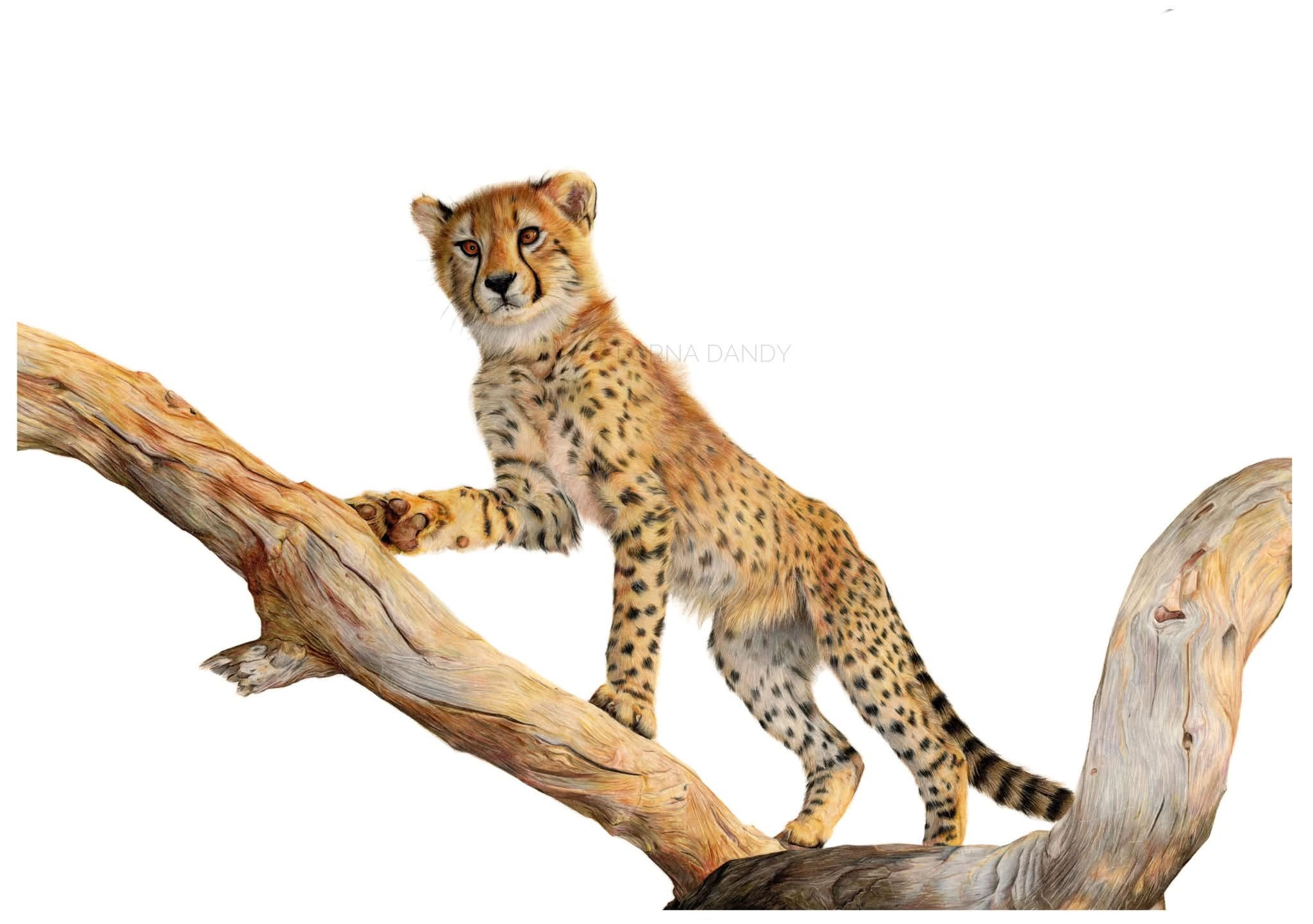 Limited Edition Print: Vantage Point
