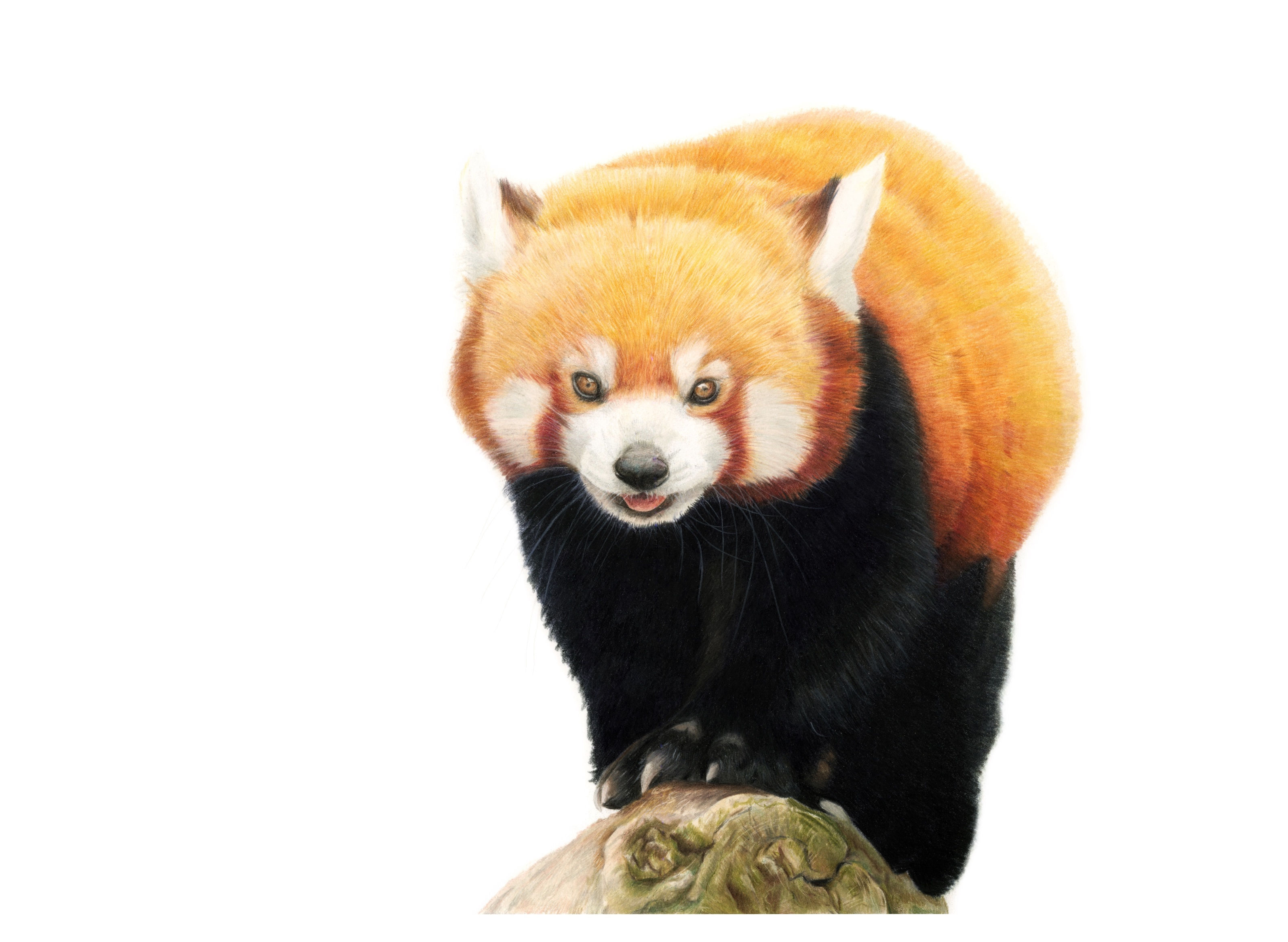 Balancing Act
