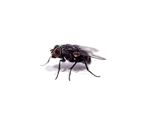 A common housefly isolated on a plain white background_edited_edited.jpg