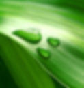L'environnement est au coeur de nos préocupations, c'est pour cela que nous utilisons des produits certifiés Ecocert® qui permettent de préserver l'environnement. Dès notre création, nous avons fait le choix d'utiliser des produits qui préservent l'environnement. Soucieux d'utiliser des produits sans chlore, ni acide, ni solvant, pour ne pas altérer les supprots que nous traitons et toujours pour un résultat incomparable.