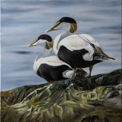 Eider Ducks.jpg