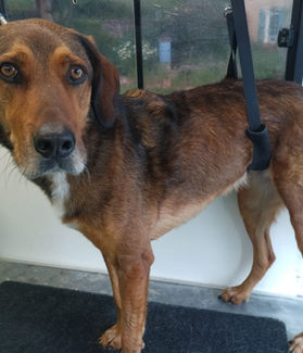 Coupe et bain pour chien dans un salon de toilettage ambulant à Bagnères-de-Bigorre (65)