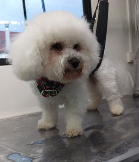 Coupe et bain pour chien dans un salon de toilettage ambulant à Bagnères-de-Bigorre (65)