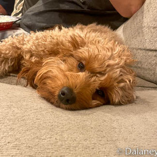 This is my dog riley after a long day of playing.