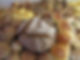 Brot am Biobauernhof Auernig.jpg