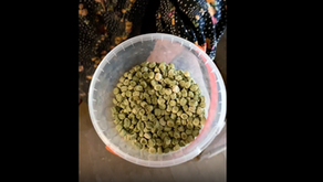 The Pea That Saved A Family In Siberia