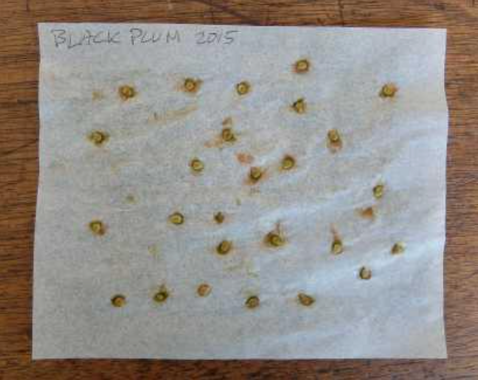 Photo by Sandra Stabinge: Drying method for tomatoe seeds