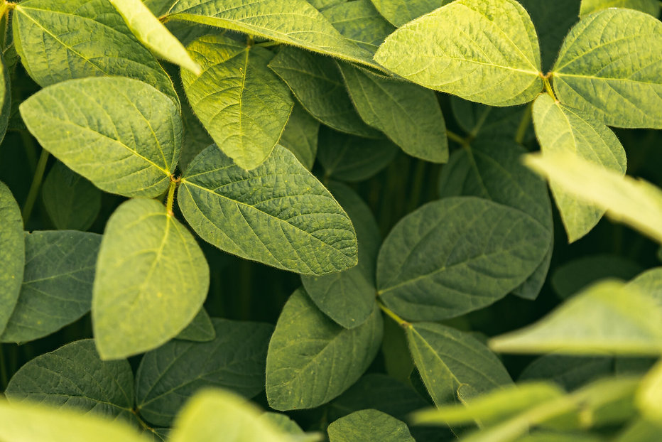 green-leaves-of-soybean-plant-agricultur