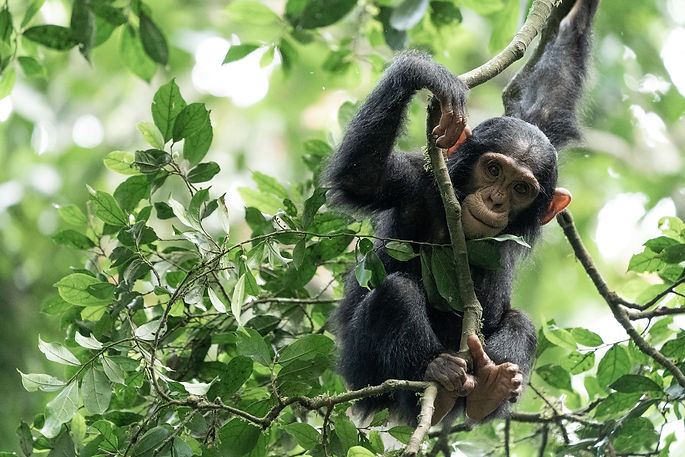 kibale-chimp-tracking.jpg