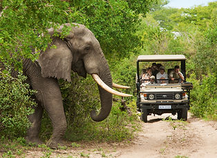 elephant-walking-kruger-ret-rgb.jpg
