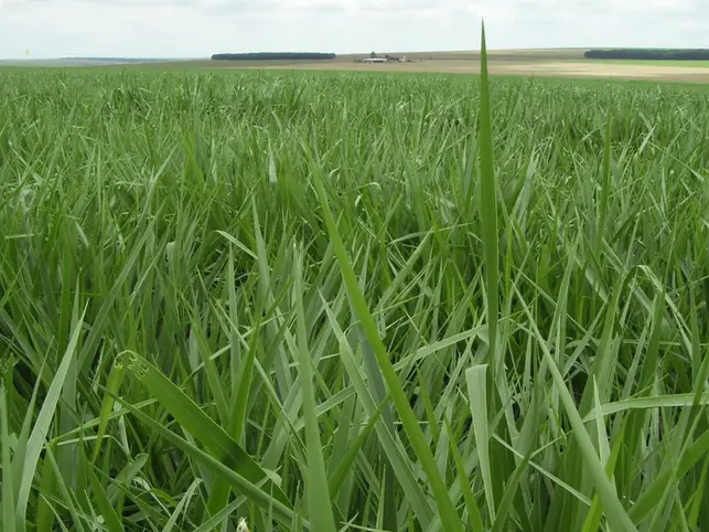 Semente de pastagem brachiaria Brs Piata