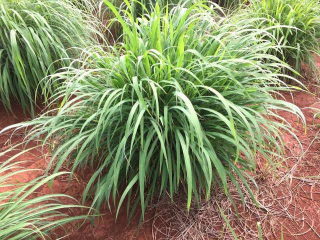 Semente de pastagem de andropogon
