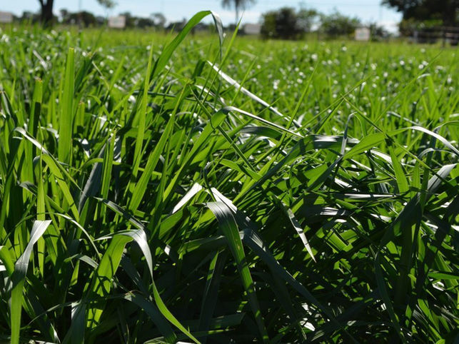 Sementes de pastagem brachiaria MG-5