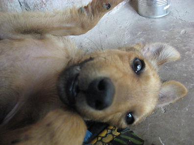 Zambia pics 136.jpg