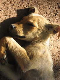 Zambia pics 134.jpg
