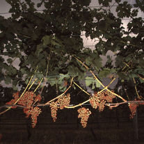 Enhancing Fruit Counting Accuracy with Advanced Software