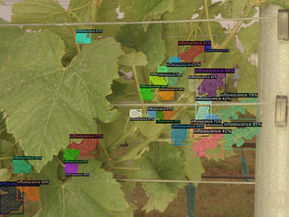 Enhancing Fruit Counting Accuracy with Advanced Software