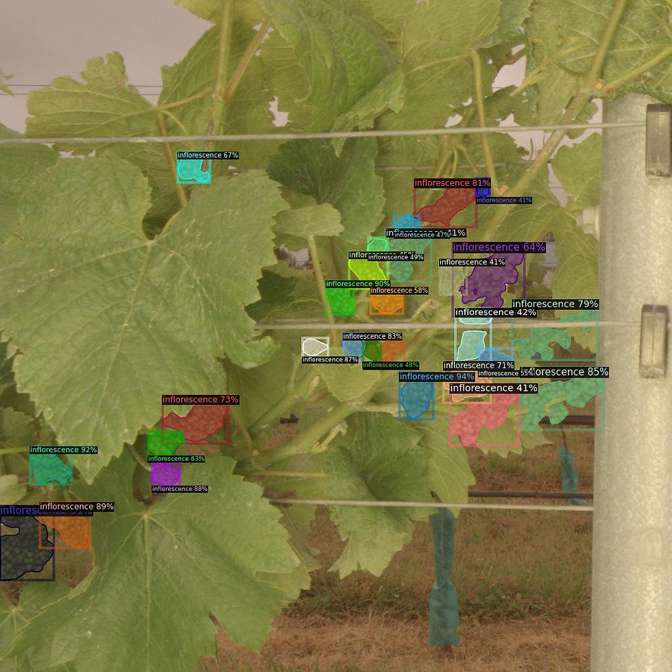 Enhancing Fruit Counting Accuracy with Advanced Software