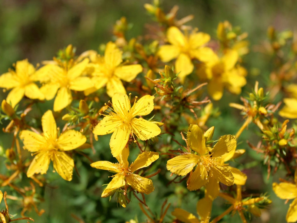 Thumbnail: St John's Wort
