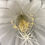 Thumbnail: Night Blooming Cereus