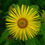 Thumbnail: Elecampane Root