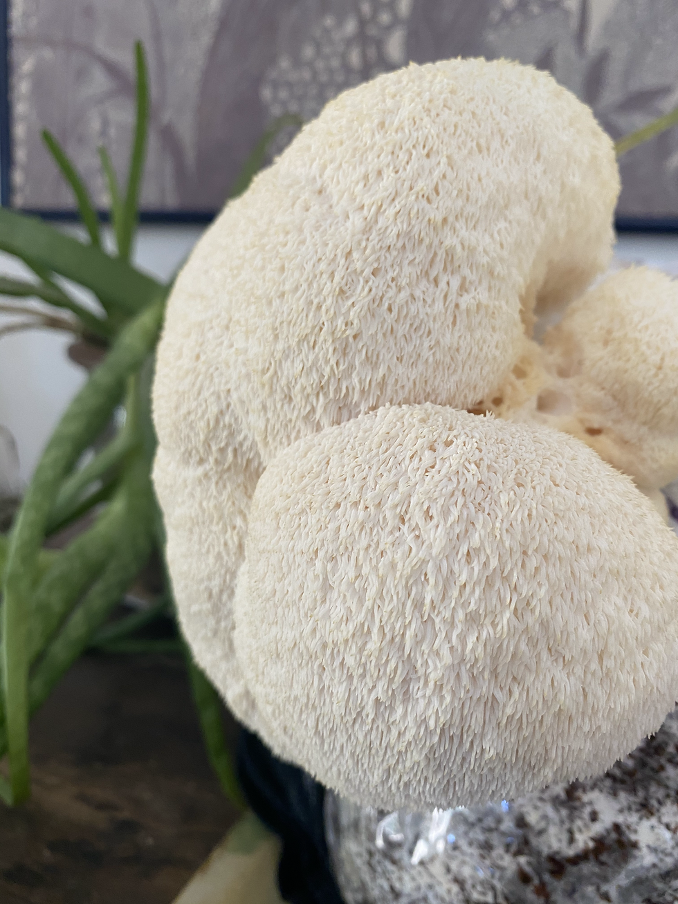 Thumbnail: Lion's Mane