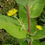 Thumbnail: Elecampane Root