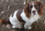 Willow