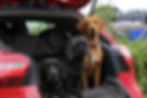 Good Dogs