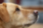 Digby