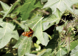 Butterfly | Costa Rica | 2022