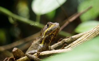 Lizard | Costa Rica | 2022