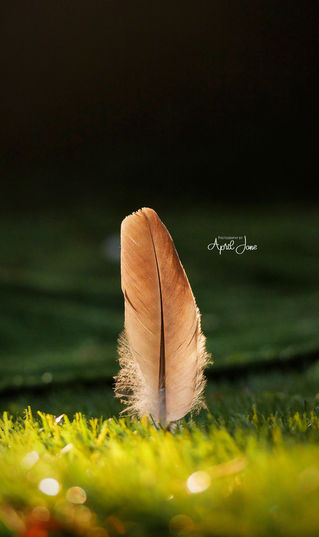 Standing Feather | Still Life | 2022