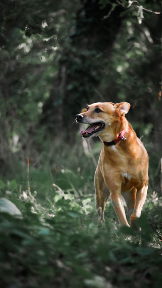 Maya | Dog | 2022