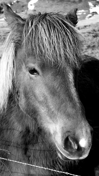 Wildlife Iceland 3.jpg