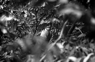 Boat-Billed Heron | Belize | 2022