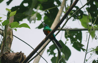 Bird | Peru | 2022