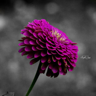 Zinnia Flower | 2022