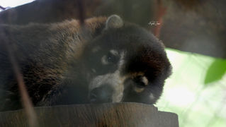 Coati | Panama | 2022
