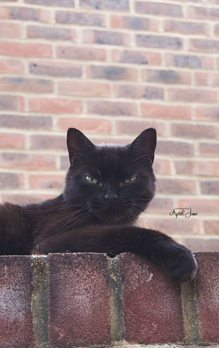 Fifi | Cat | 2022
