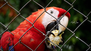 Scarlet Macaw | Panama | 2022