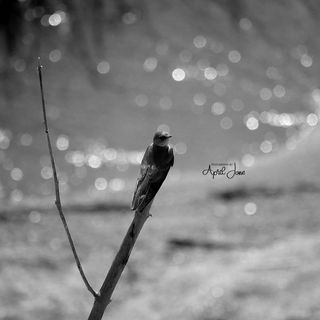 Bird | Guatemala | 2022