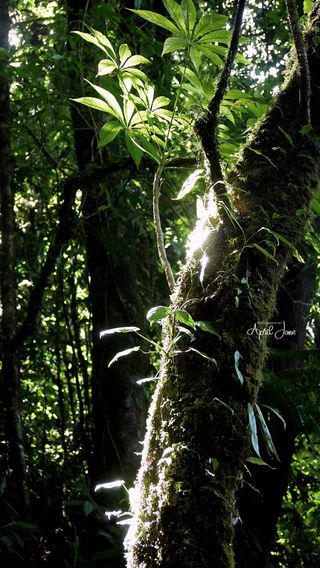 Jungle | Costa Rica | 2022