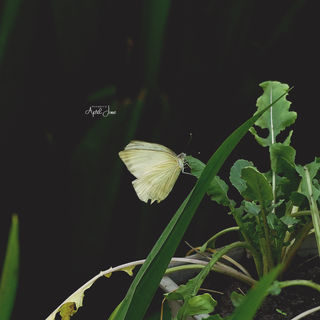 Butterfly | Costa Rica | 2022