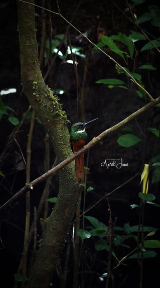 Bird | Belize | 2022