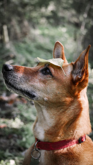 Maya | Dog | 2022