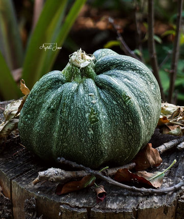 Vegetable_ Still Life _ 2022